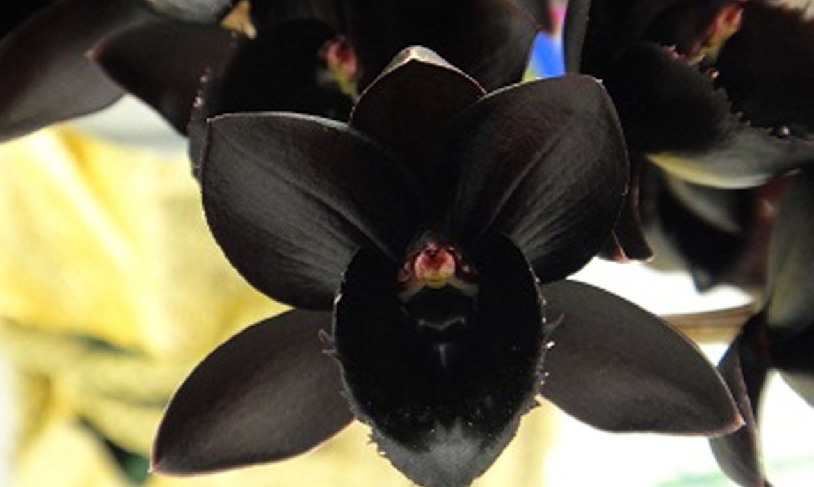 Orchidée Noir